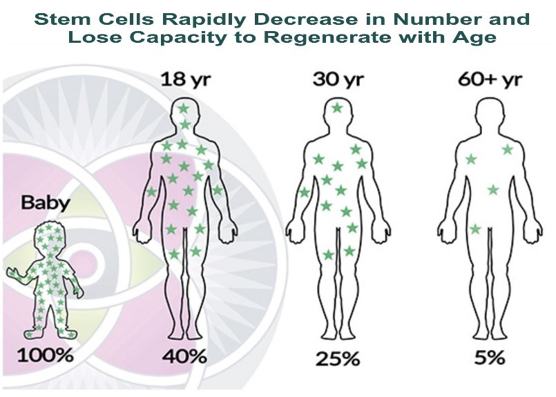 As we age the innate restorative capacity of our body declines because we lose stem cells